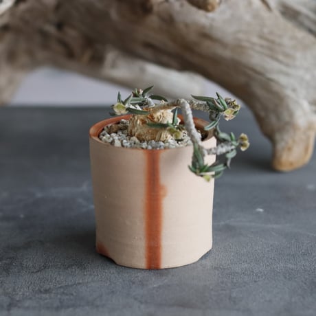 Euphorbia cylindrifolia × 備前鉢2号 / snp plants  no.607-9