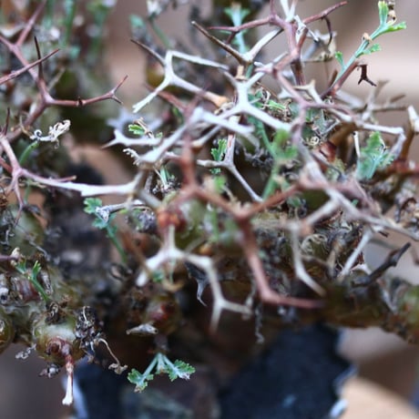 ペラルゴニウム  クリズミフォリウム／Pelargonium crithmifolium    no.102448