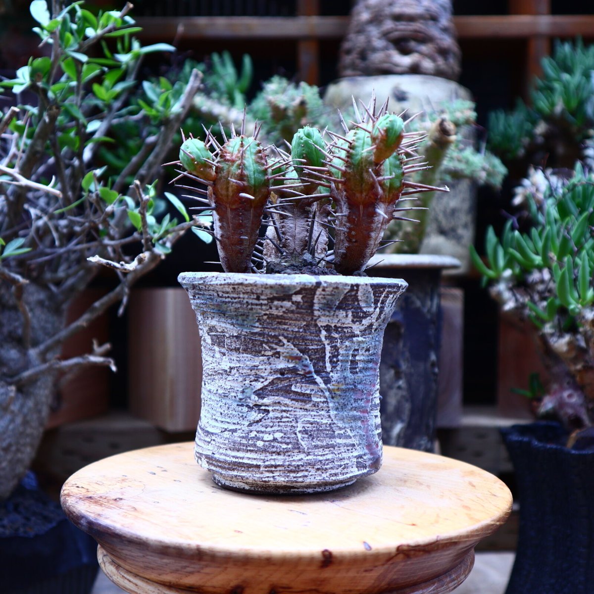 ユーフォルビア　フェロックス　大型株 ユーフォルビア フェロックス Euphorbia ferox No.1 | mana's f