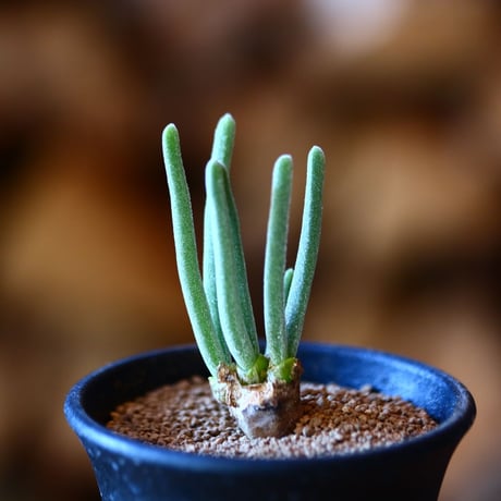 モニラリア クリソレウカ  サルモネラ     Monilaria chrysoleuca 'salmonea' Nuwerus    no.111526①