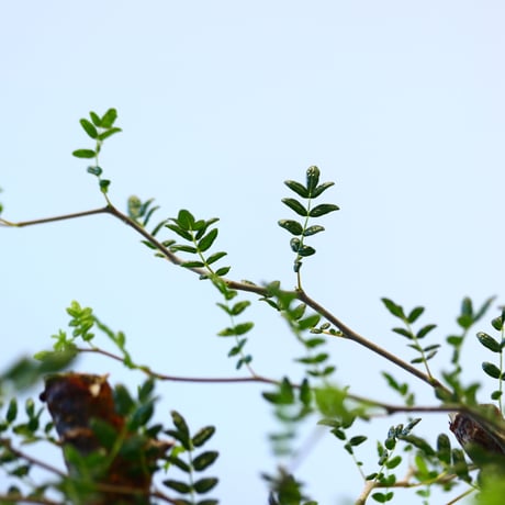 コミフォラ モンストローサ / Commiphora monstrosa   no.62502