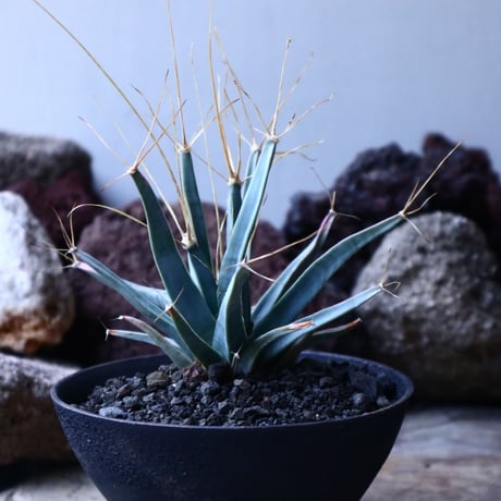 レウクテンベルギア  晃山    Leuchtenbergia principis  no.32910