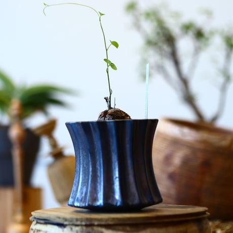 Dioscorea elephantipe × soso    no.92411