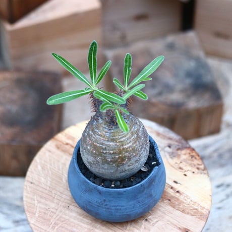 パキポディウム  グラキリス ／Pachypodium  gracilius     no.102465
