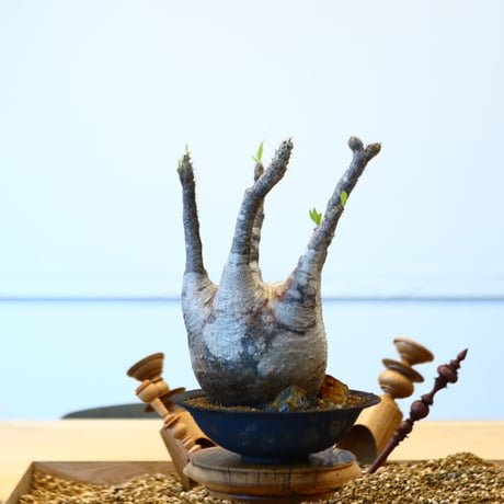たけろうポット × Pachypodium  gracilius   no.72367