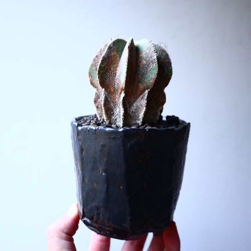 アズテキウム ヒントニー 自根 Aztekium hintonii no.22301 |