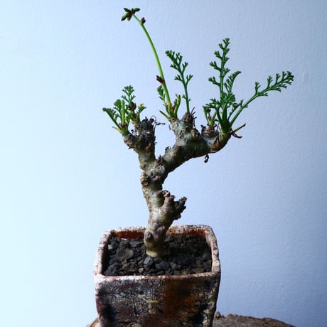 ペラルゴニウム   カルノーサム   Pelargonium carnosum  No.012