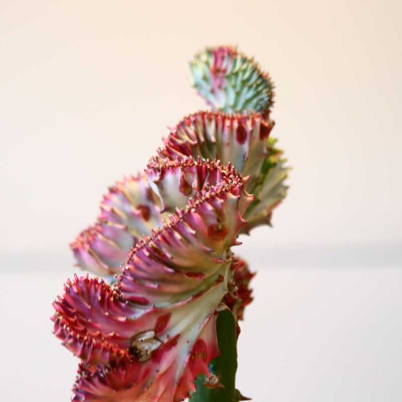 ユーフォルビア ラクテア綴化 / Euphorbia lactea no.43011 | 芽の巣山