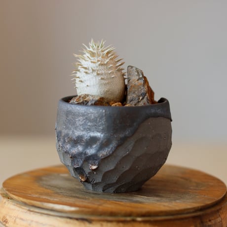 Pachypodium (Densicaule×enigmaticum) N/OH (2.5号)  no.118/8