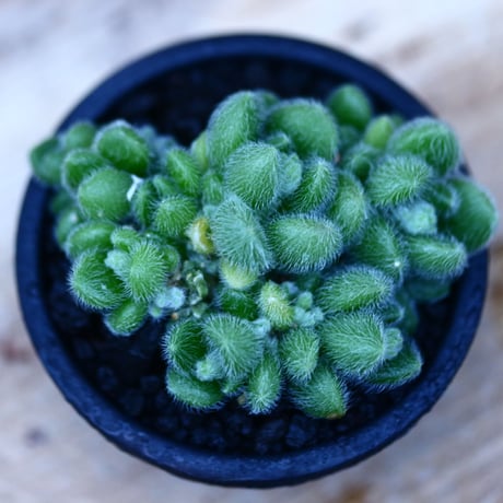 セダム  モシニアナム (新ヒントニー)／Sedum mocinianum   no.10929