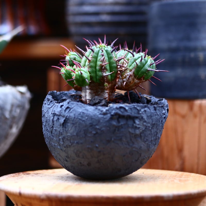 ユーフォルビア フェロックス hyb.／Euphorbia ferox hyb. no.2