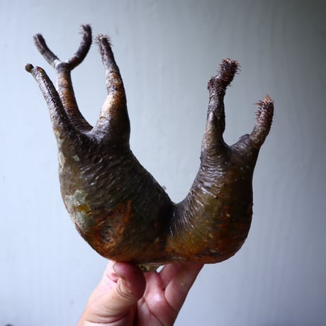 パキポディウム グラキリス 2頭 Pachypodium rosulatum var. gracilius no.70705