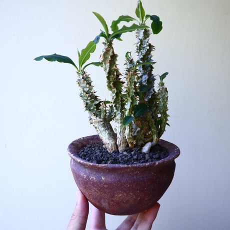 Euphorbia sp.nova Beraketa   no.60213