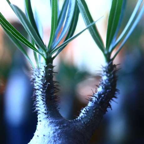 パキポディウム グラキリス   Pachypodium rosulatum var. gracilius no.705-5