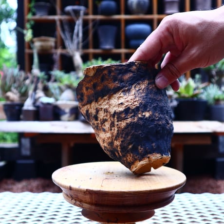 Ricca Okano 〝solaris″   /   humanity pot       no.561