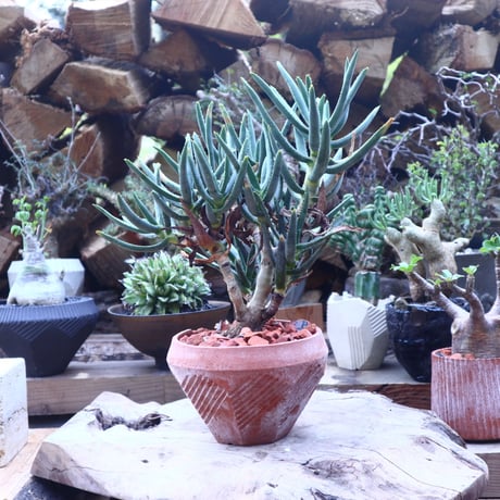 アロエ   ラモシシマ    Aloe ramosissima      no.41815