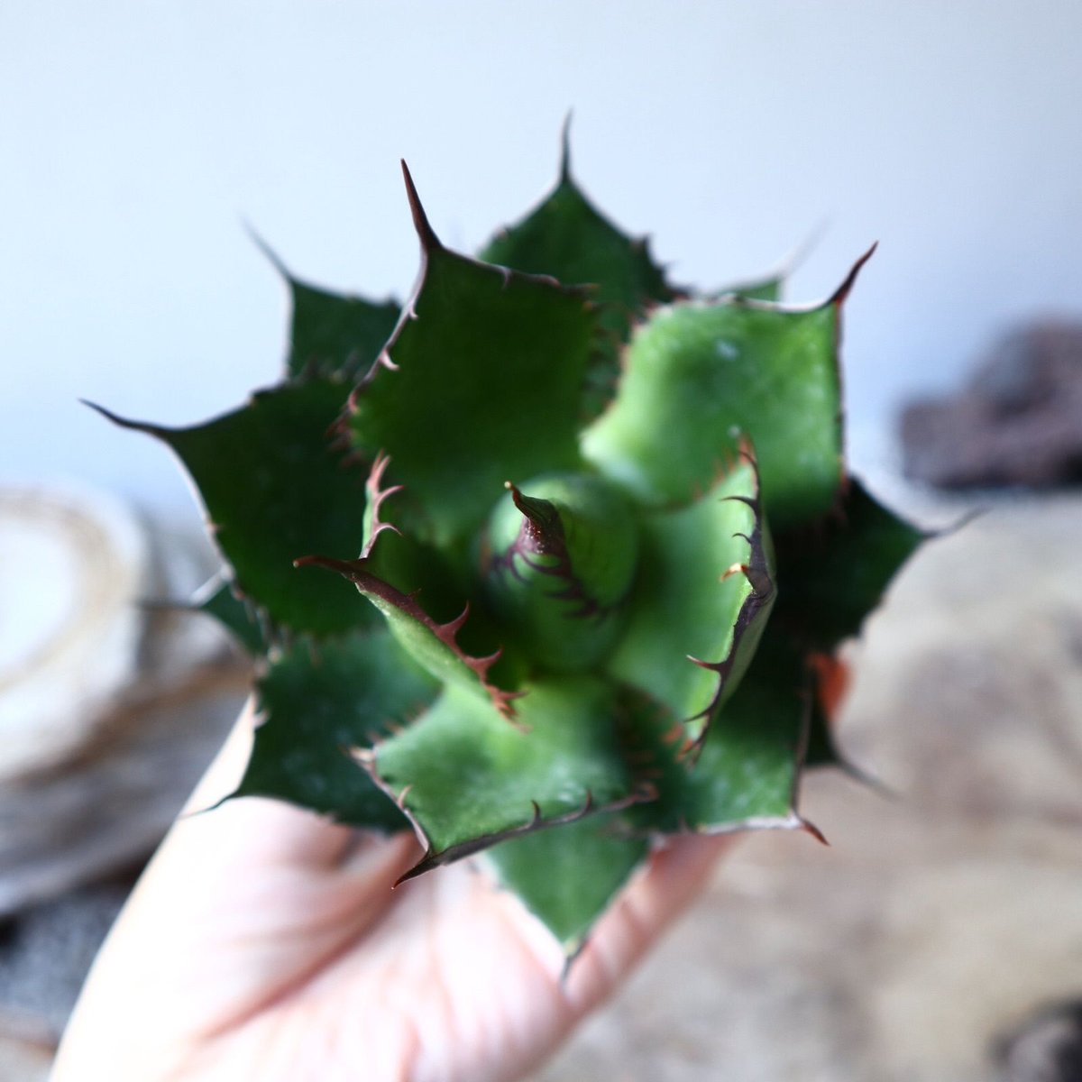 アガベ ホリダ Agave horrida no.111013 | 芽の巣山