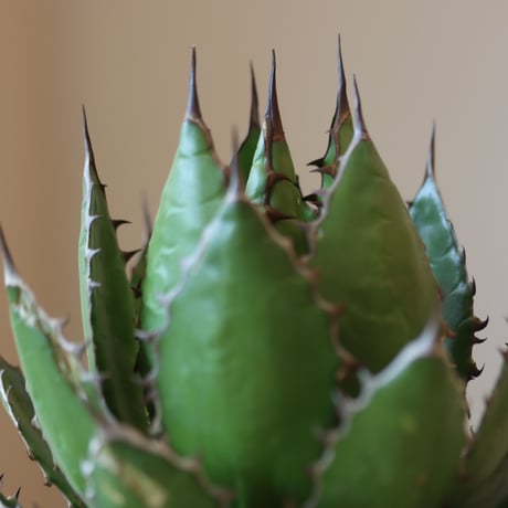 《Style of Chika》Agave horrida × soso (3.5号鉢)   no.323-25