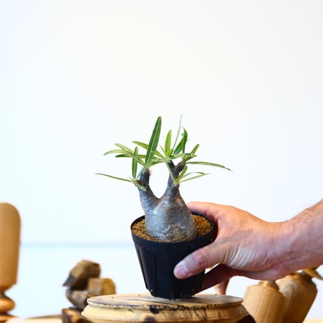 パキポディウム  グラキリス / Pachypodium  gracilius   no.52826