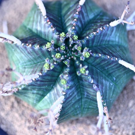 ユーフォルビア  バリダ／Euphorbia valida    no.13029
