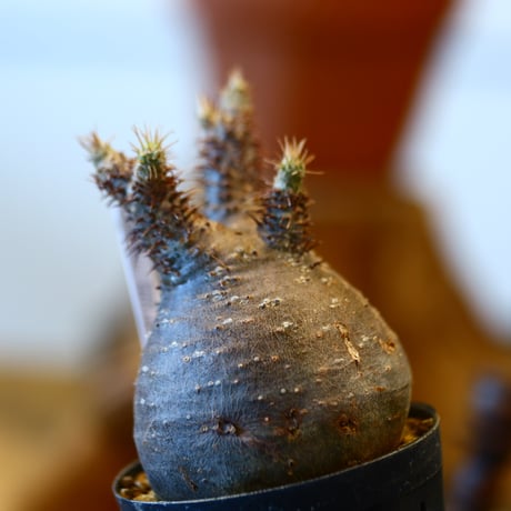 'ハルコイ´セット (N/OH × Pachypodium gracilius)  no.30315