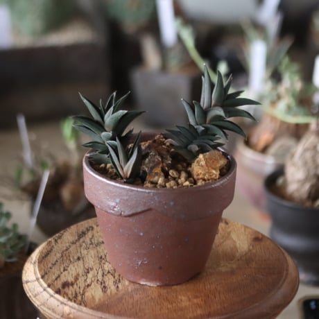 Haworthia tortuosa × YAMABACHI var. 六本芽   no.1201-36