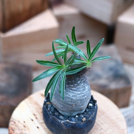 パキポディウム  グラキリス ／Pachypodium  gracilius     no.102462