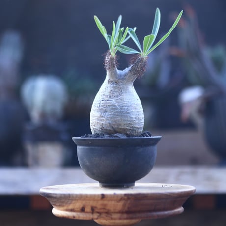 パキポディウム  グラキリス   Pachypodium  gracilius       no.22823