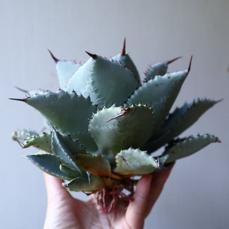 アガベ  ドラゴントゥース    Agave Dragon Toes    no.111028