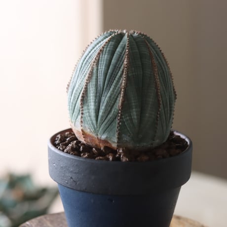 Euphorbia obesa × YAMABACHI var. Atsushi Funakushi  no.905-24