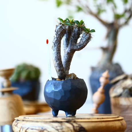 Euphorbia guillauminiana × たけろうポット   no.91708
