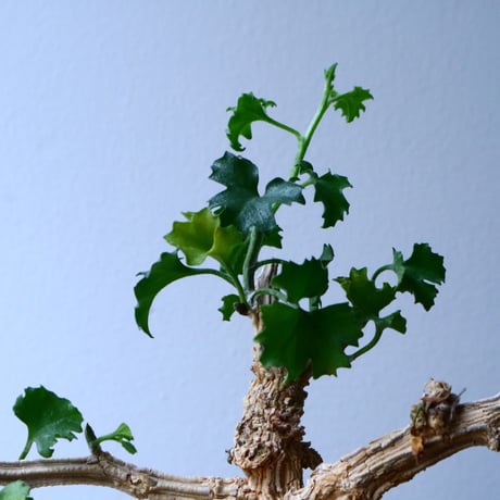コラロカルプス    グロメルリフロルス  Corallocarpus glomeruliflorus   No.048