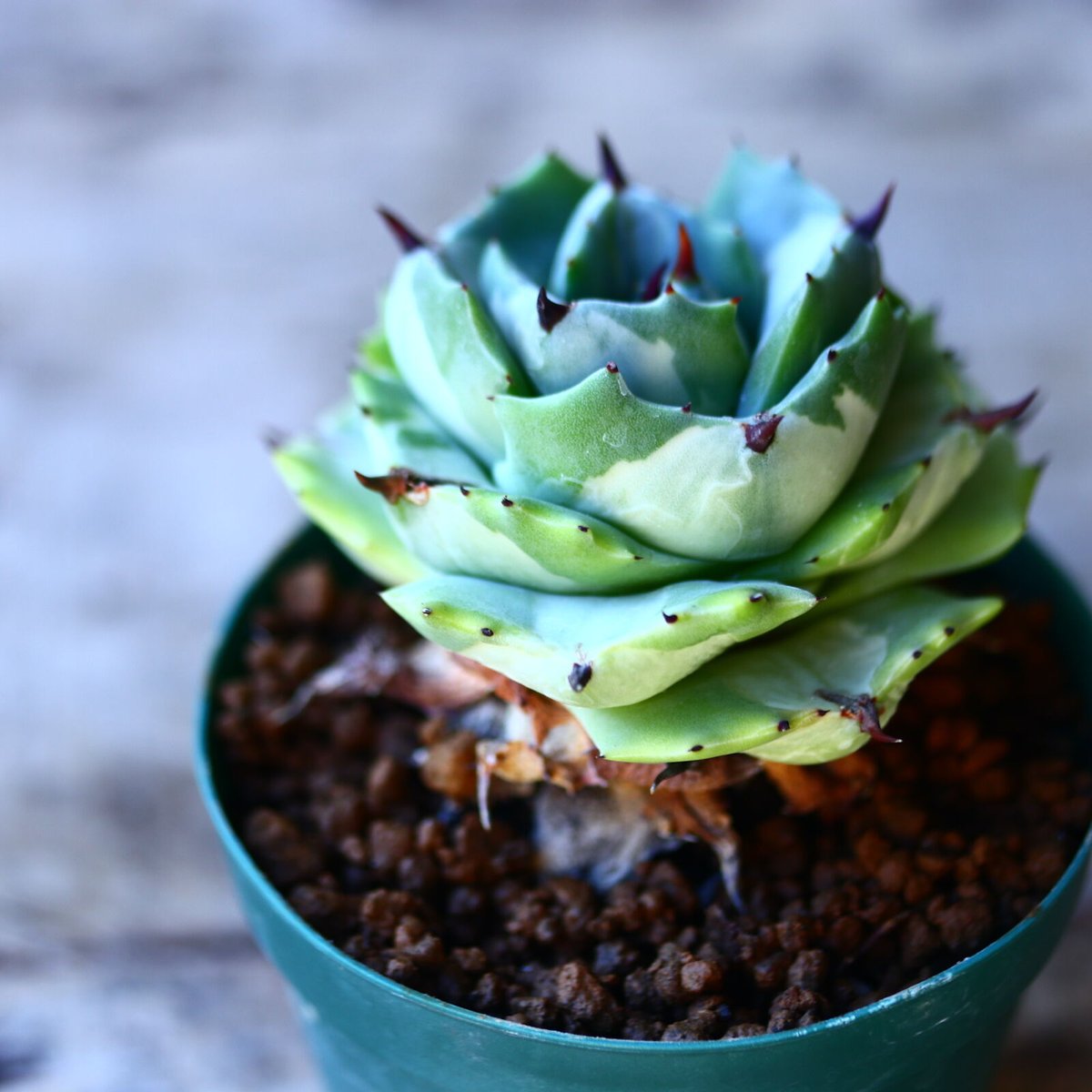 アガベ 王妃雷神白中斑 Agave potatorum v.verschaffeltii'Ou アガベ 王妃雷神白中斑 Agave potatorum v.verschaffeltii'Ou