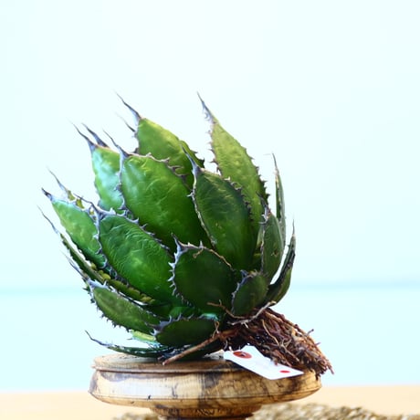 Agave horrida / Style of Chika   no.1015/3