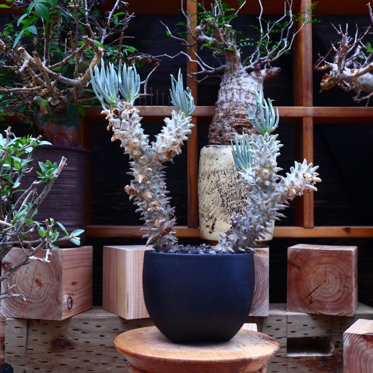 チレコドン ワリチー／Tylecodon wallichii no.60640 | 芽の巣山