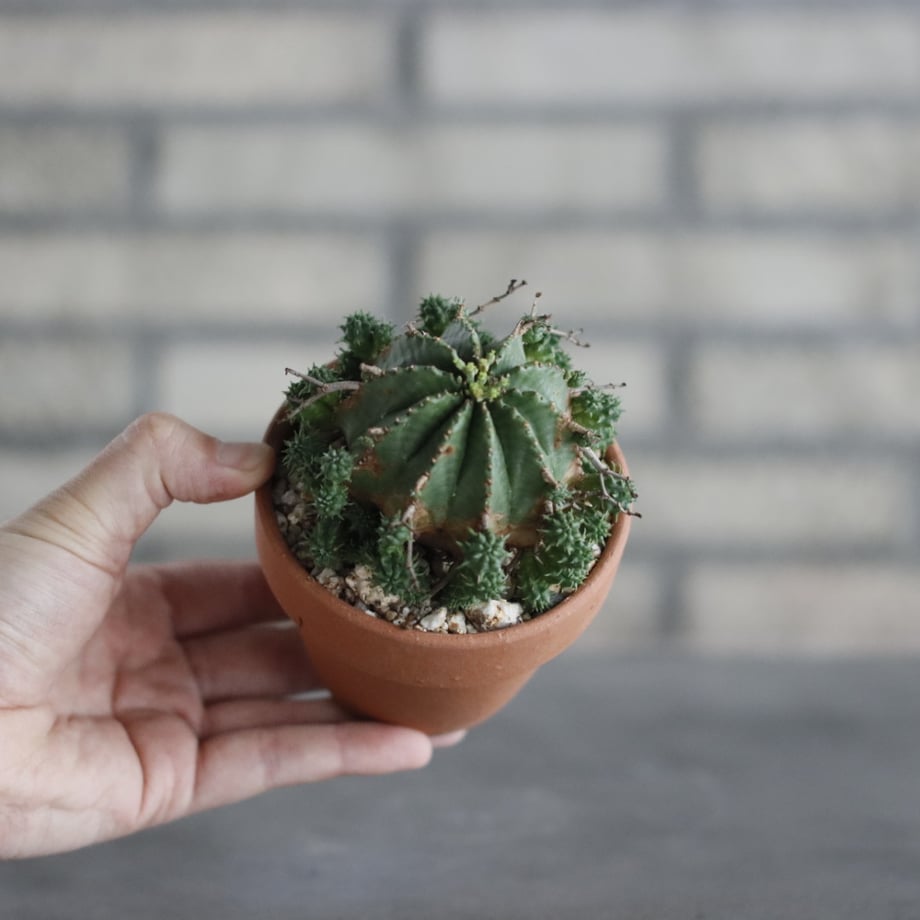 69c75968e3b10be7bc941438