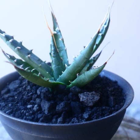 アガベ  ユタエンシス    エボリスピナ  Agave uthaensis var. eborispina   no.20218