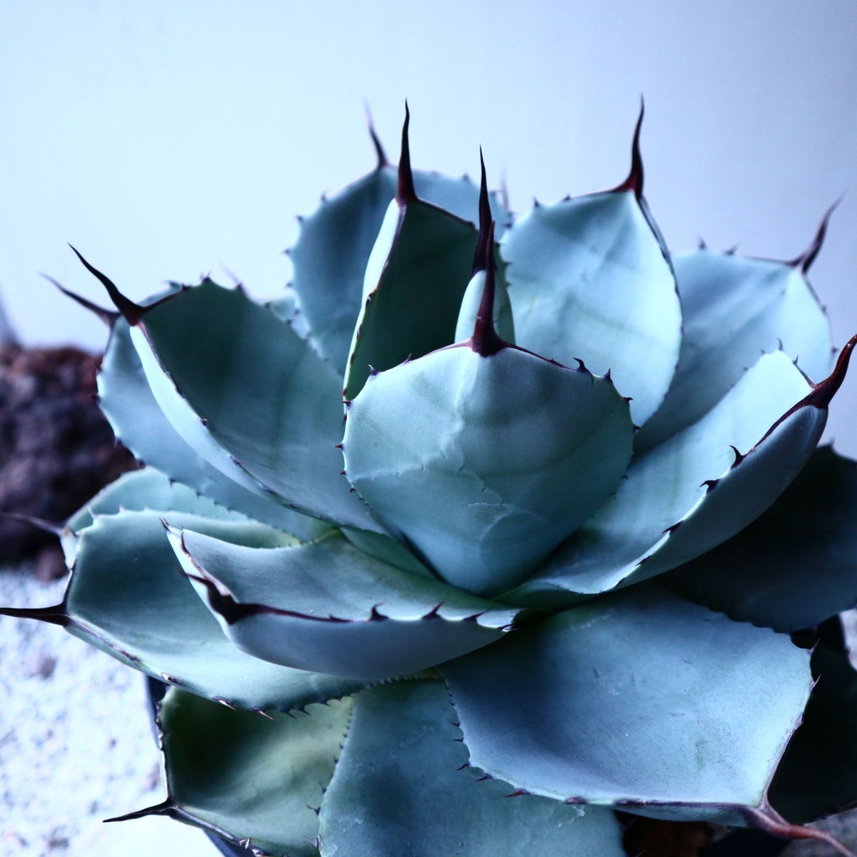 アガベ パリートランカータ Agave parryi var. truncata no. アガベ パリートランカータ Agave parryi var. truncata no.