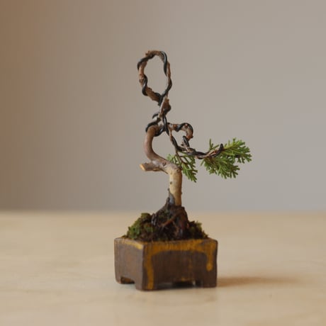 真柏 / YOSHIZAWA3-SHOHINBONSAI   no.223-17