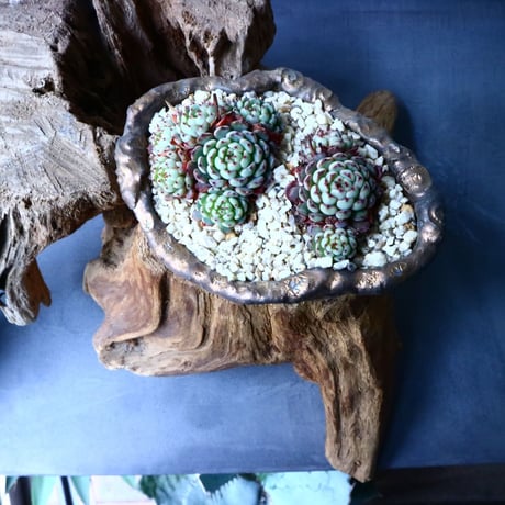 エケベリア ミニマ   Echeveria minima  No.017