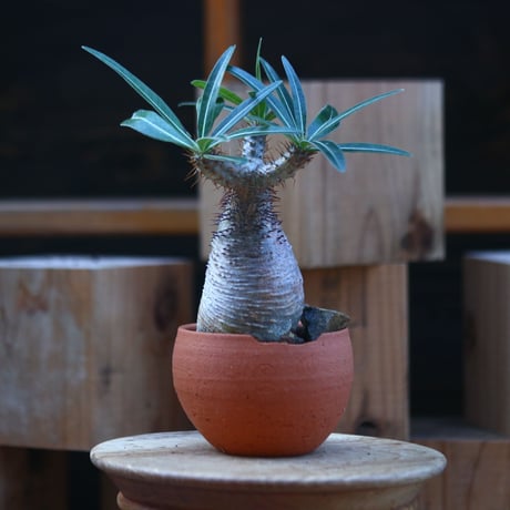 パキポディウム  グラキリス／Pachypodium  gracilius    no.121246