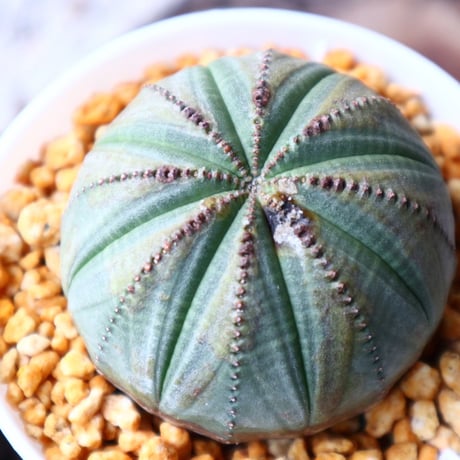 ユーフォルビア  オベサ  Euphorbia obesa  no.102822