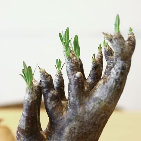 パキポディウム イノピナツム / Pachypodium Inopinatum   no.52111