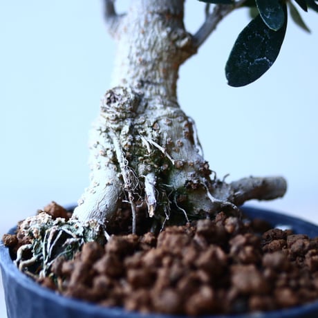 オリーブ　Olea europaea　 no.110843-2
