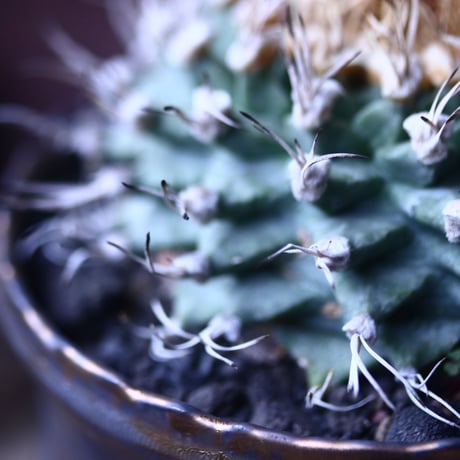 ツルビニカルプス   アロンソイ    Turbinicarupus alonsoi 　no.42689