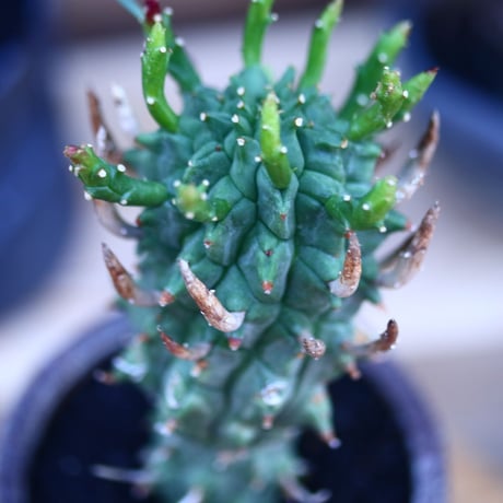 ユーフォルビア スコエンランディ 闘牛角／Euphorbia schoenlandii    no.32113