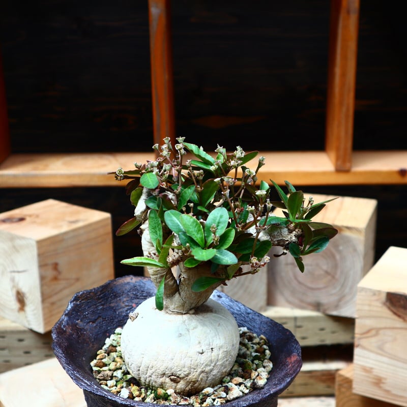 ユーフォルビア スバポダ／Euphorbia subapoda no.80846 | 芽の巣山