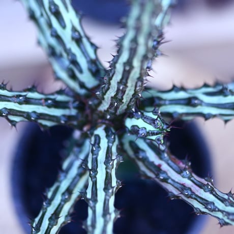ユーフォルビア  シザカンサ   接木　 Euphorbia schizacantha   no.32105