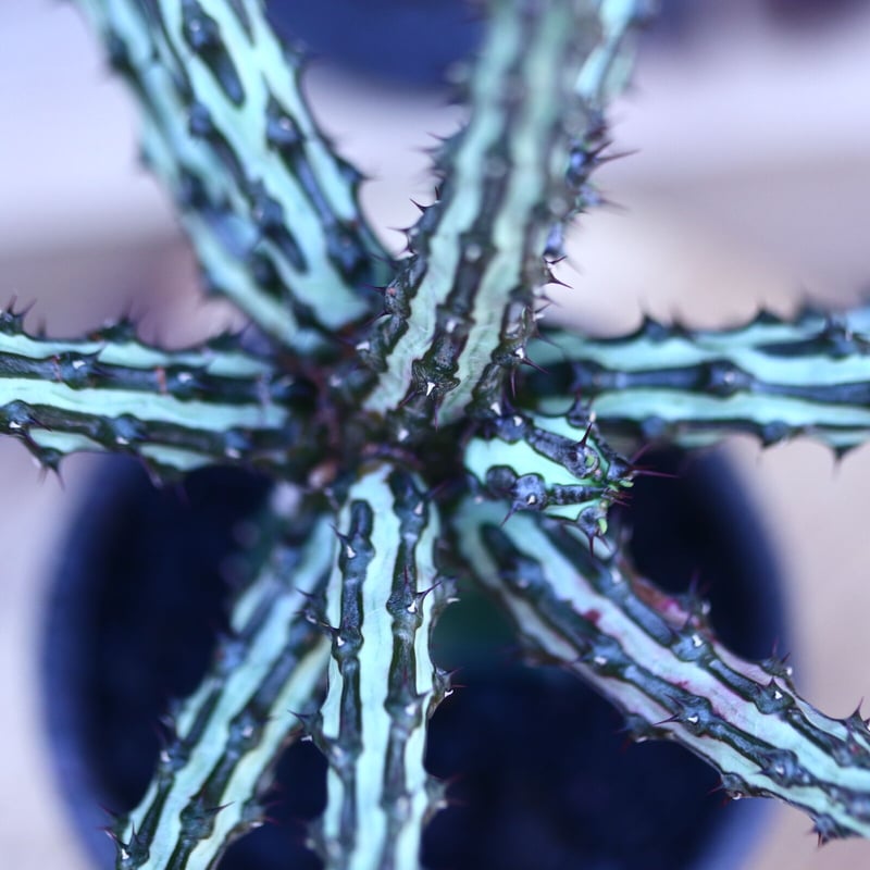 ユーフォルビア シザカンサ 接木 Euphorbia schizacantha n