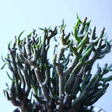 チレコドン  ブッコルジアヌス   Tylecodon  buchholzianus   no.21643